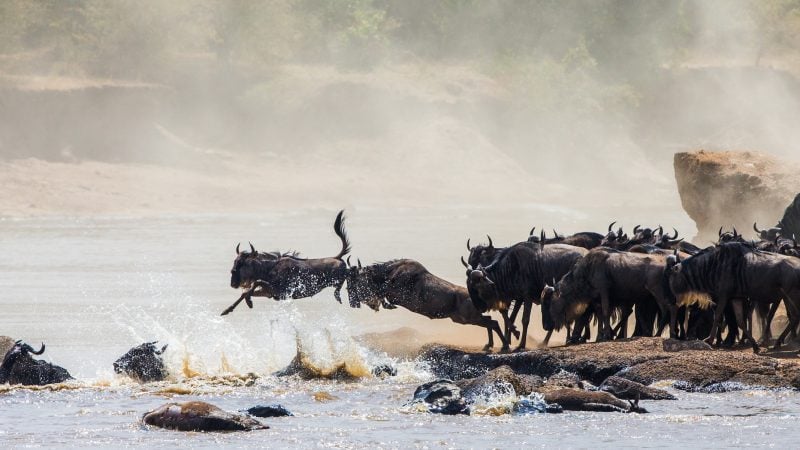wildebeest in Masai Mara for an incentive experience in Kenya